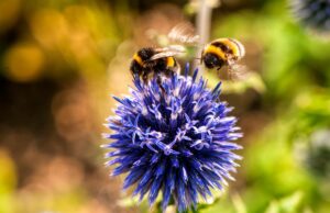 Two bees on a flower promoting biodiversity on a commercial development